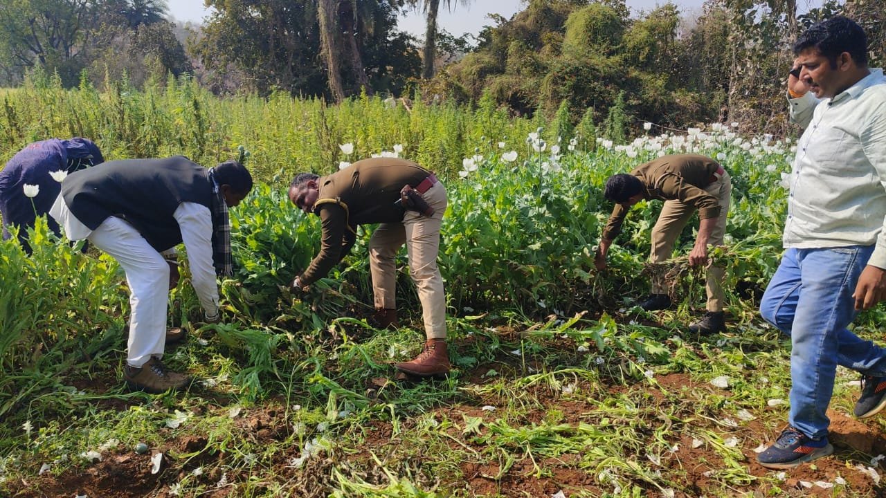 भींडर थाना पुलिस की बड़ी कार्रवाई, अवैध अफीम और गांजे का खेत पकड़ा 10 IMG 20240216 WA0040